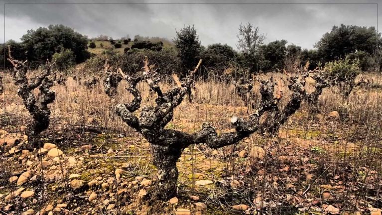 visitas-a-pie-de-vina-con-miguel-martinez-bodegas-ojuel